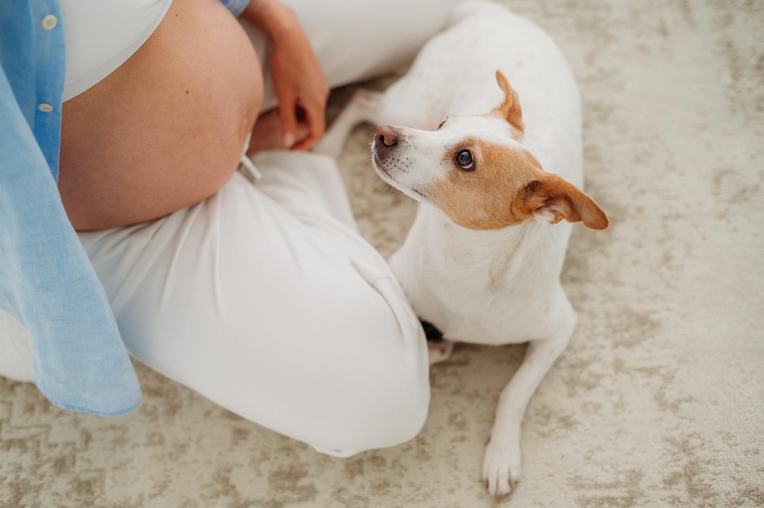 kobieta w ciąży z psem na sesji w studio<br />
